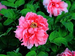 -莲花池公园
