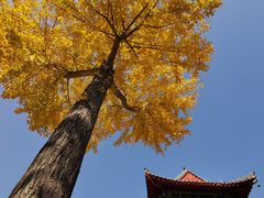 -青龙山生态文化旅游区(慈云寺)