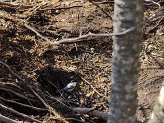 -五营红松林海景区