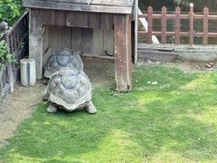 -广东惠东海龟国家级自然保护区