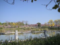 -天适樱花悠乐园