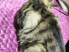 -延成苑韩式烤肉店(长春道店)