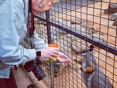 -费瑟代尔野生动物园