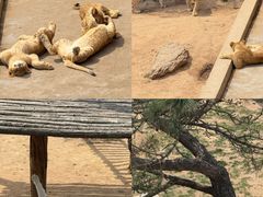 -西霞口神雕山野生动物世界