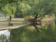 -上海共青森林公园