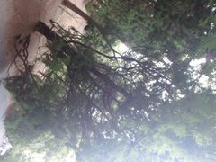 八大关景区-八大关景区