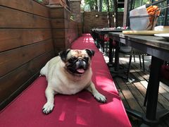 -Boxing Cat Brewery拳击猫精酿啤酒馆(永福店)
