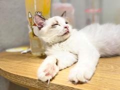 -藏猫猫咖啡主题馆(中央大道店)