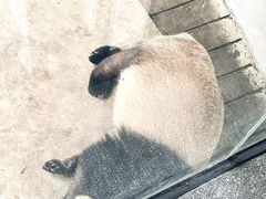 -杭州动物园