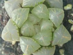-龙大花卉苗木市场