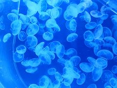 -海合安武汉极地海洋公园