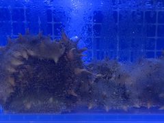 -77号渔船·蒸海鲜青岛菜(积米崖店)