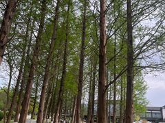 -白鹭湾湿地公园