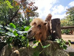 -海南热带野生动植物园