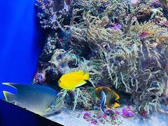 -新加坡海洋生态馆
