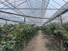 -马陆小张葡萄园农家乐