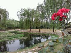 -咸阳湖景区-古渡公园