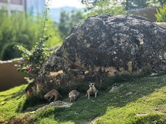 -泉州海丝野生动物世界
