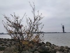-上海吴淞炮台湾国家湿地公园