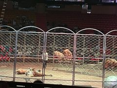 -俄罗斯国家大马戏团