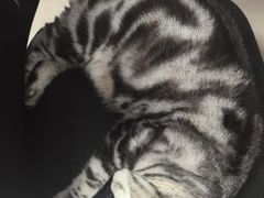 -伟伟宠物医院·瑞派猫友好医院·猫科(光谷店)