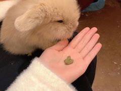 -猫猫幼稚园·撸猫·桌游·电玩