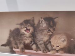 -楼上猫咖(罗湖店)