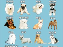 -翊宠yipet猫狗购宠庄园犬舍•猫舍