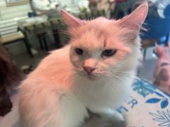 -平行世界·猫咖(首经贸店)