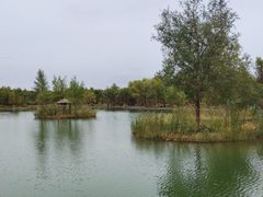 -金塔沙漠胡杨林景区