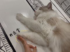 -白夜2D咖啡馆