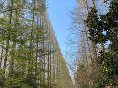-东平国家森林公园