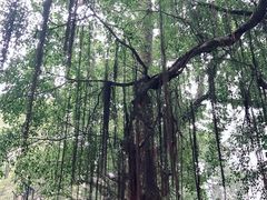 -小洲村