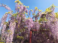 -嘉定紫藤园
