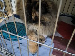 -瑞派·关忠动物医院·猫专科·犬专科(三环新城店)