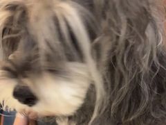 -艾贝尔宠物医院·24H转诊中心·肿瘤猫专科(江宁双龙店)