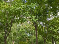 -莲花池公园