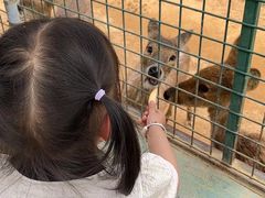 -泉州海丝野生动物世界