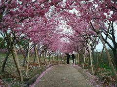 -天适樱花悠乐园