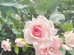 -袁老大龙虾(石鼓路总店)