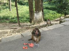 -黔灵山公园