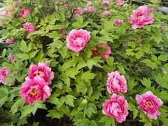-洛阳市隋唐城遗址植物园