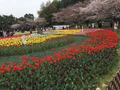 -苏州上方山国家森林公园