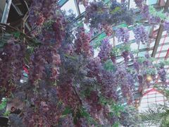 -大塘金香草谷