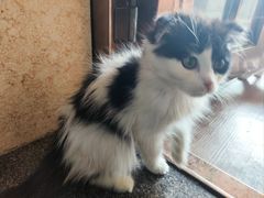 -楼上猫咖(罗湖店)