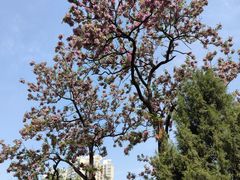 -莲花池公园