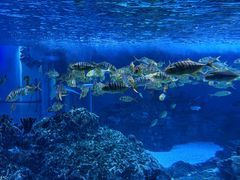-海合安成都极地海洋公园