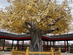 -广东圆玄道观