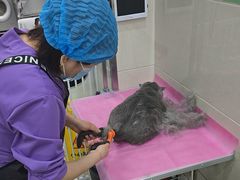 -北京观赏动物医院·24小时大型综合·猫专科·异宠专科