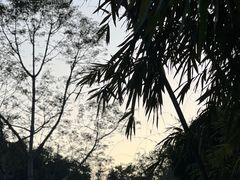 -深圳仙湖植物园